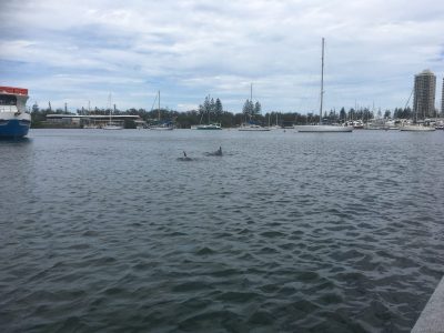 Watching Dolphins play