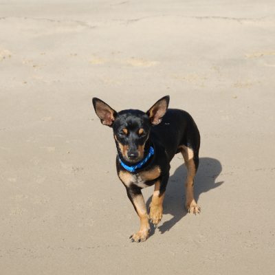 Radar the dog noat allowed on a round boat